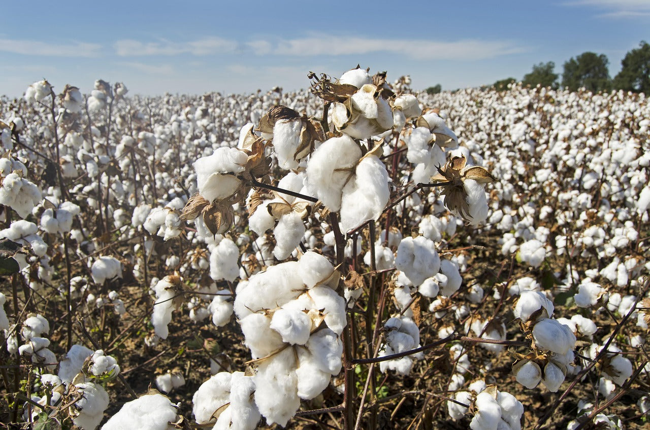 Organic Cotton: Benefits, Limitations, and Complete Environmental 